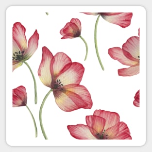 Red translucent Poppies watercolor print. Transparent Poppy flower romantic composition Sticker